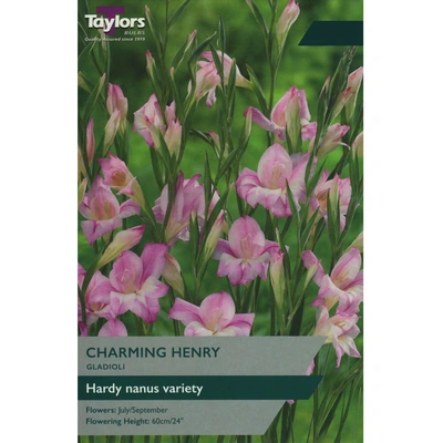 Taylors Gladioli Charming Henry