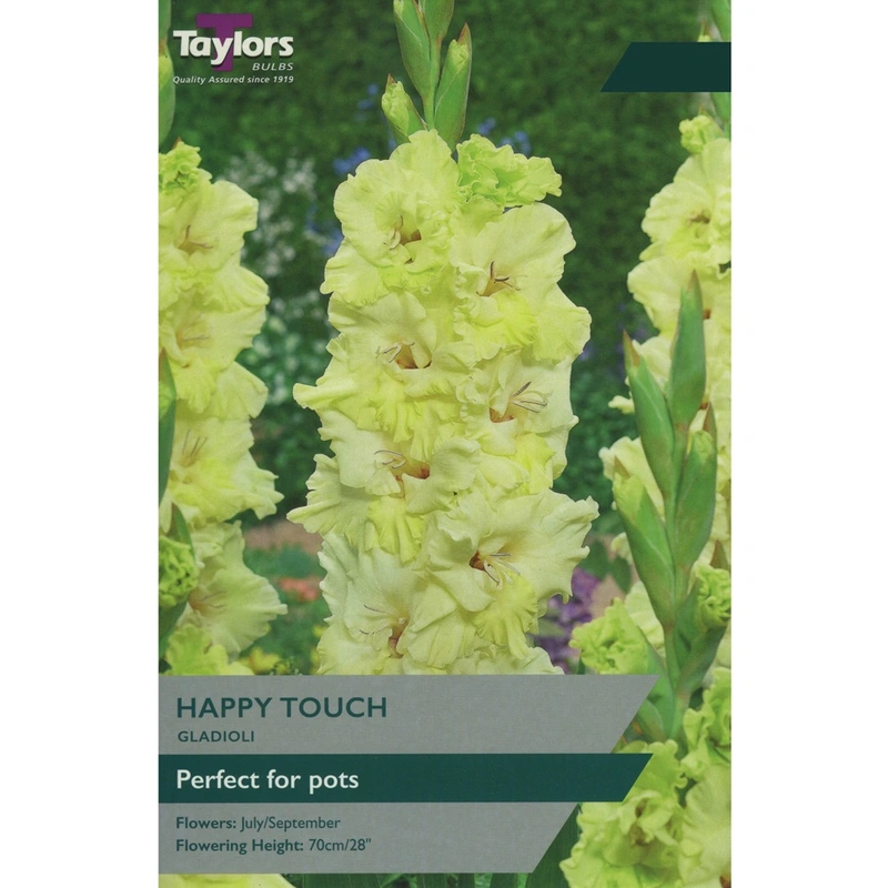 Taylors Gladioli Happy Touch