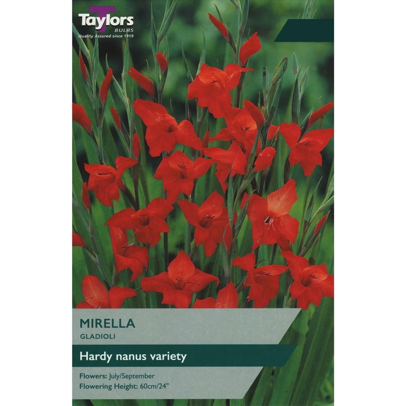 Taylors Gladioli Mirella