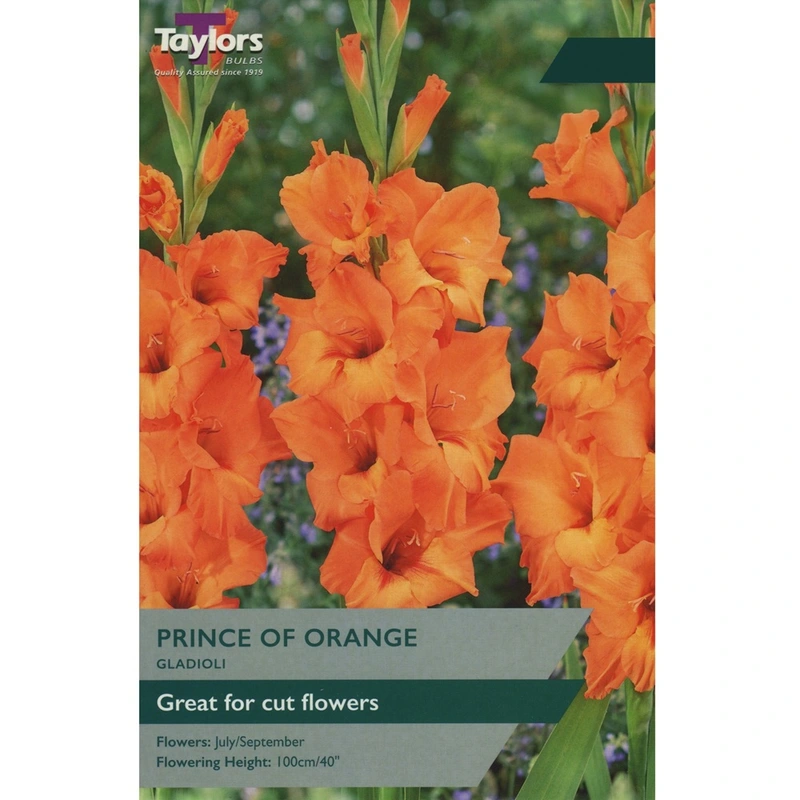 Taylors Gladioli Prince Of Orange