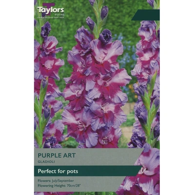 Taylors Gladioli Purple Art