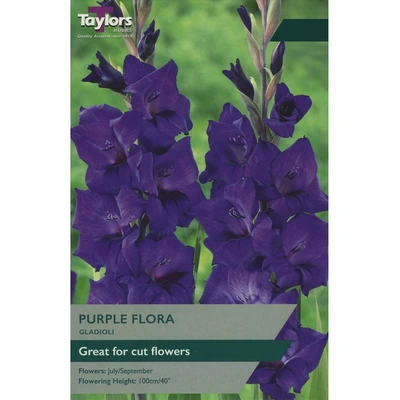 Taylors Gladioli Purple Flora