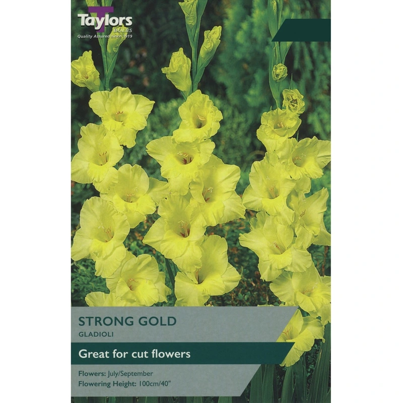 Taylors Gladioli Strong Gold