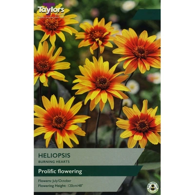 Taylors Heliopsis Burning Hearts