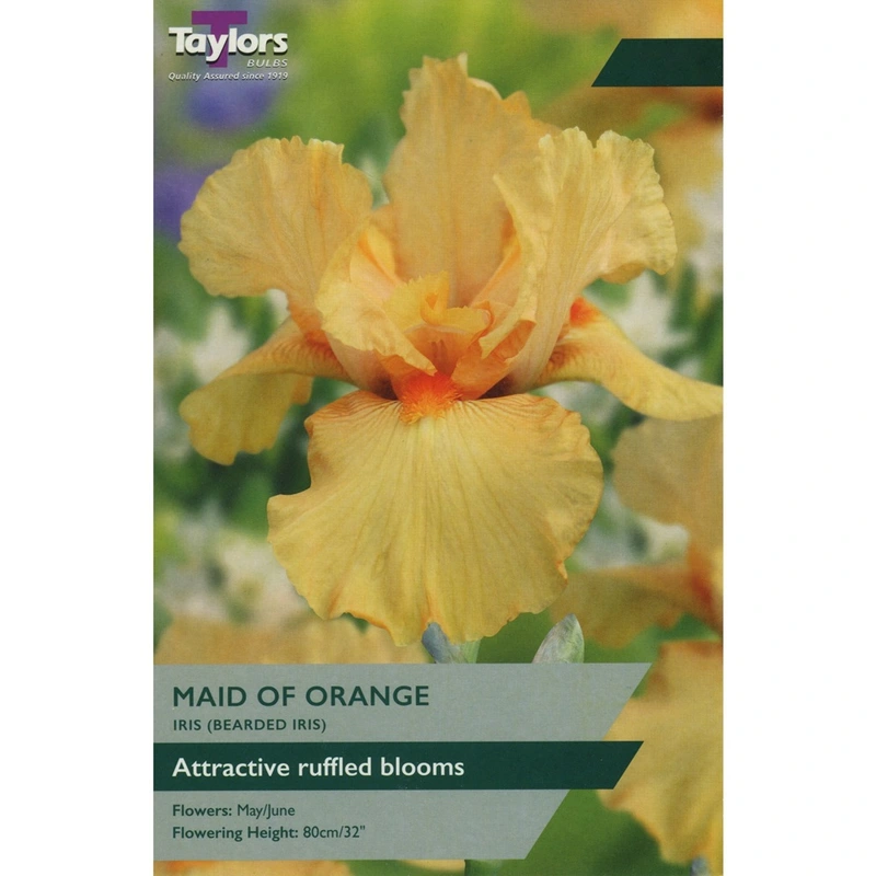 Taylors Iris Maid Of Orange