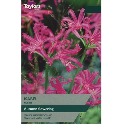 Taylors Nerine Isabel