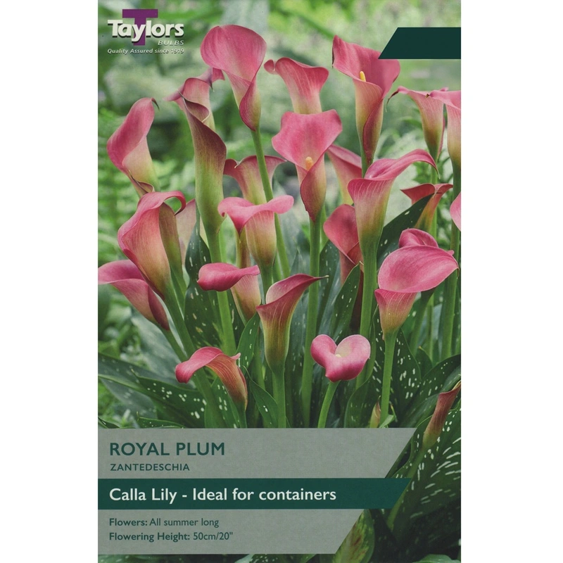 Taylors Zantedeschia Royal Plum