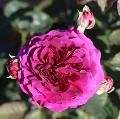 Hybrid Tea Rose Timeless® Purple