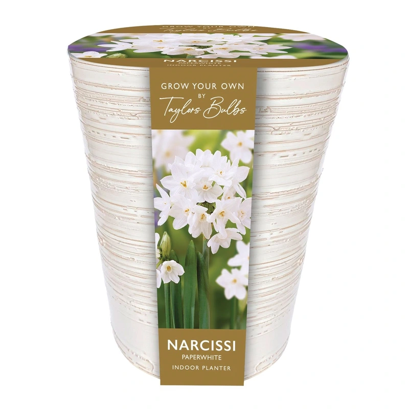 Taylors Indoor Paperwhite Planter