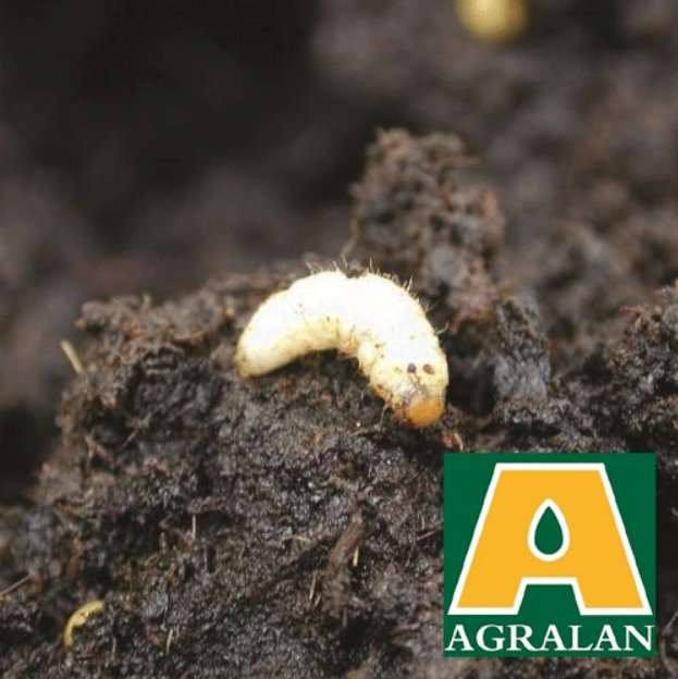 Agralan Vine Weevil Nematodes up to 10m2 - Late Spring to Summer (BC131)