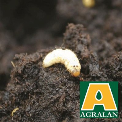 Agralan Vine Weevil Nematodes up to 10m2 - Early Spring & Late Summer (BC133)