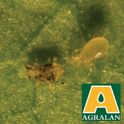 Agralan Spider Mite Nematodes up to 75m2 (BC161)