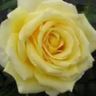 Hybrid Tea Rose Golden Moment