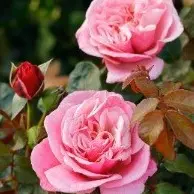 Hybrid Tea Rose Wildberry