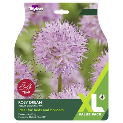 Taylors XL Allium Carolinianum Rosy Dream