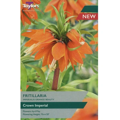 Taylors Fritillaria Imperialis Orange Beauty