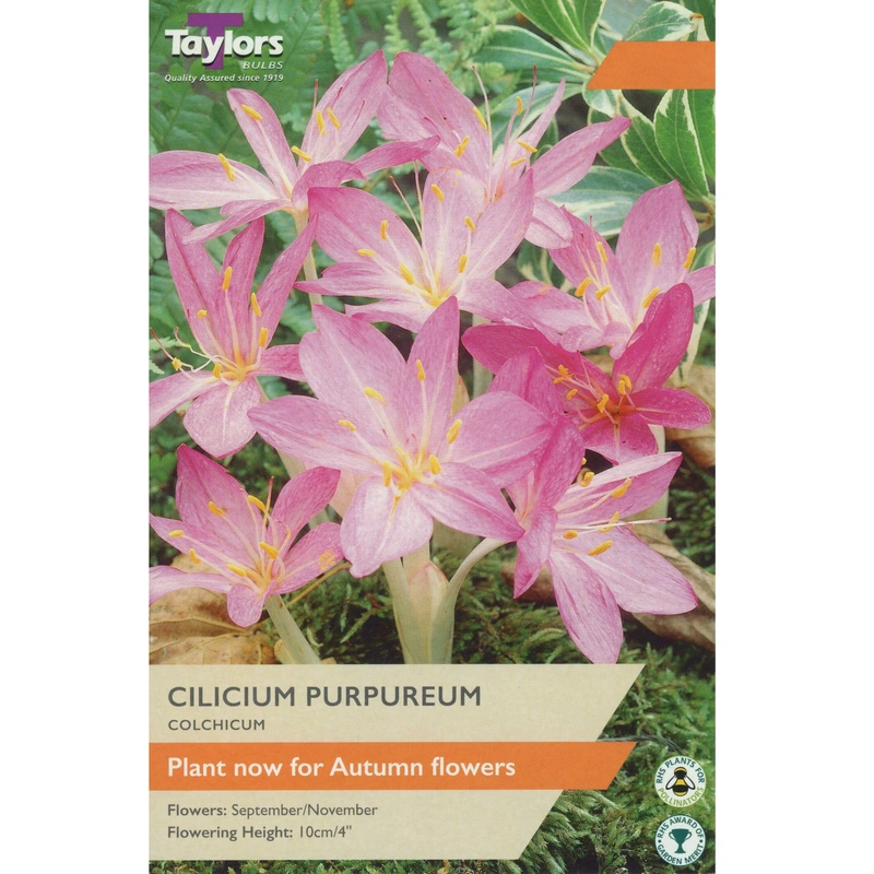 Taylors Crocus Colchicum Cilicium Purpureum