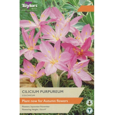 Taylors Crocus Colchicum Cilicium Purpureum