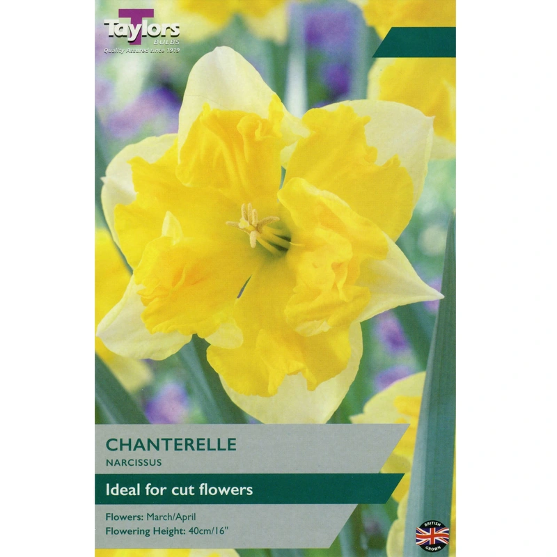 Taylors Narcissus Chanterelle