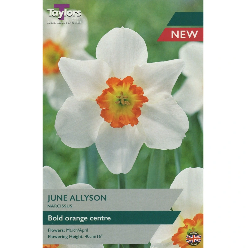 Taylors Narcissus June Allyson