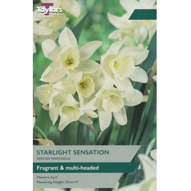 Taylors Species Narcissus Starlight Sensation