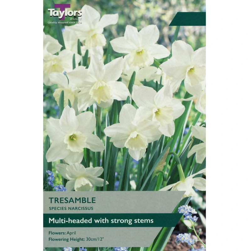 Taylors Species Narcissus Tresamble