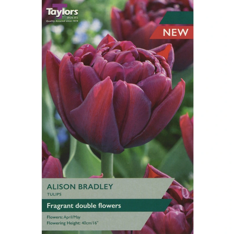 Taylors Tulip Alison Bradley