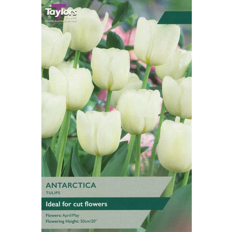 Taylors Tulip Antarctica