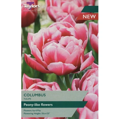 Taylors Tulip Columbus