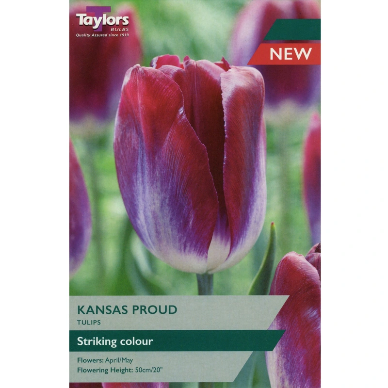 Taylors Tulip Kansas Proud