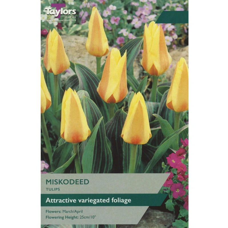 Taylors Tulip Miskodeed