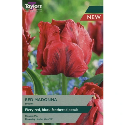 Taylors Tulip Red Madonna