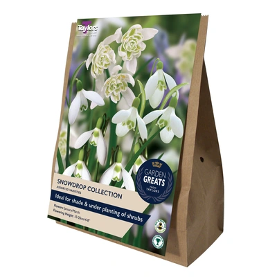 Taylors Garden Greats Snowdrop Collection