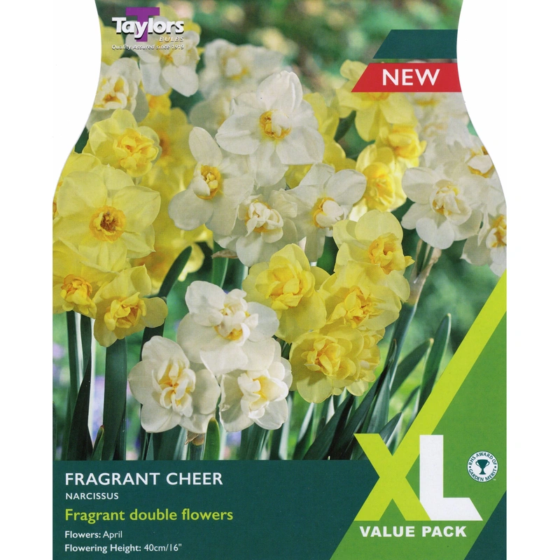 Taylors XL Narcissus Fragrant Cheer