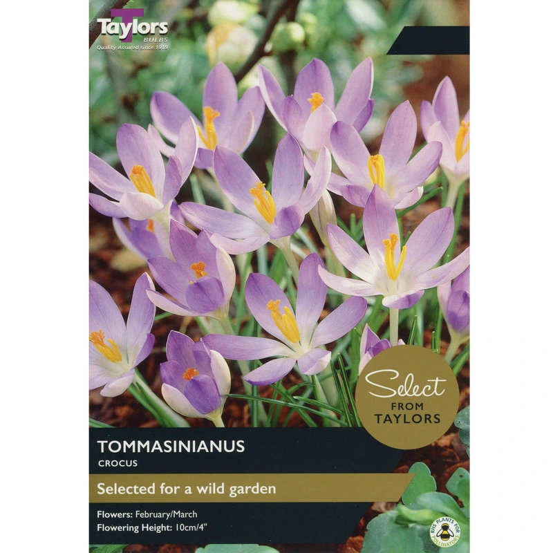 Taylors Select Crocus Tommasinianus