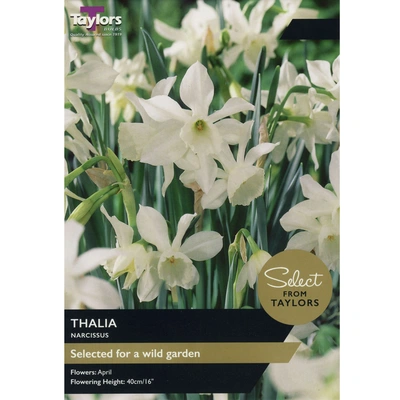 Taylors Select Narcissus Thalia