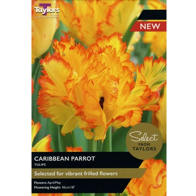 Taylors Select Tulip Caribbean Parrot