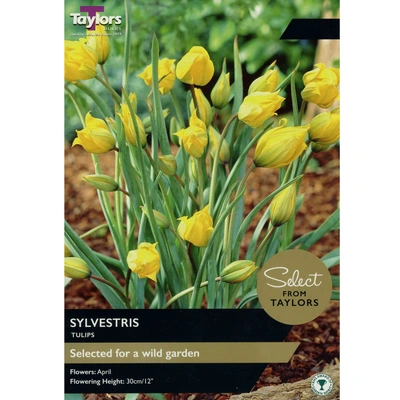 Taylors Select Tulip Sylvestris