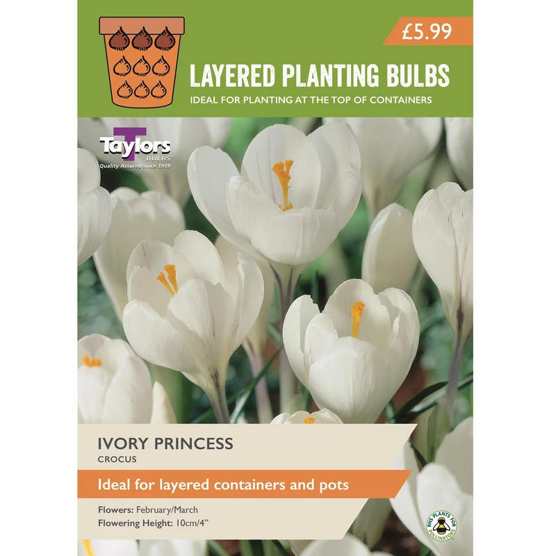 Taylors Layered Planting Crocus Ivory Princess