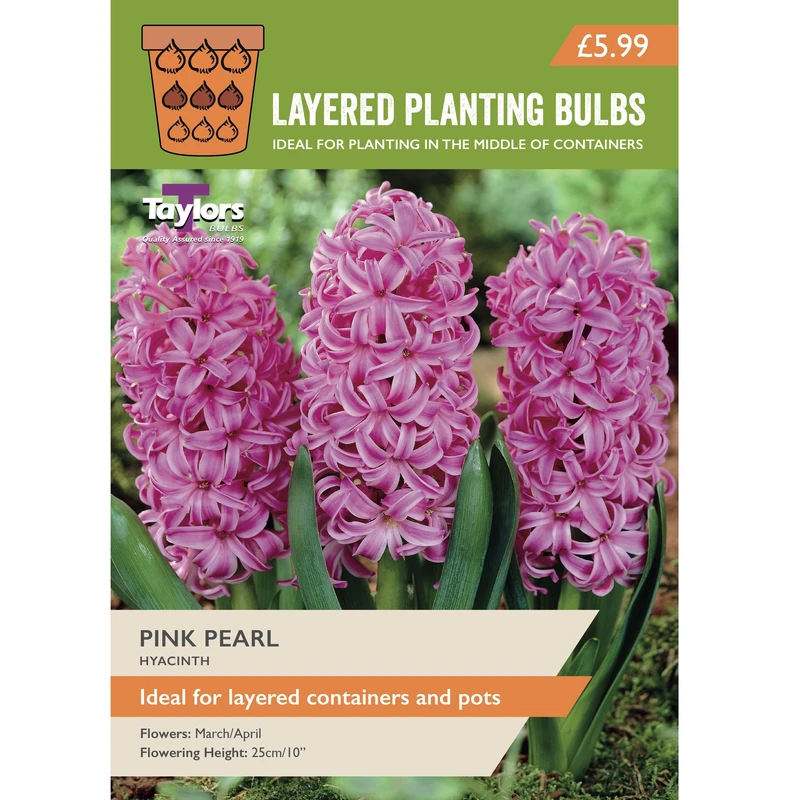 Taylors Layered Planting Hyacinth Pink Pearl