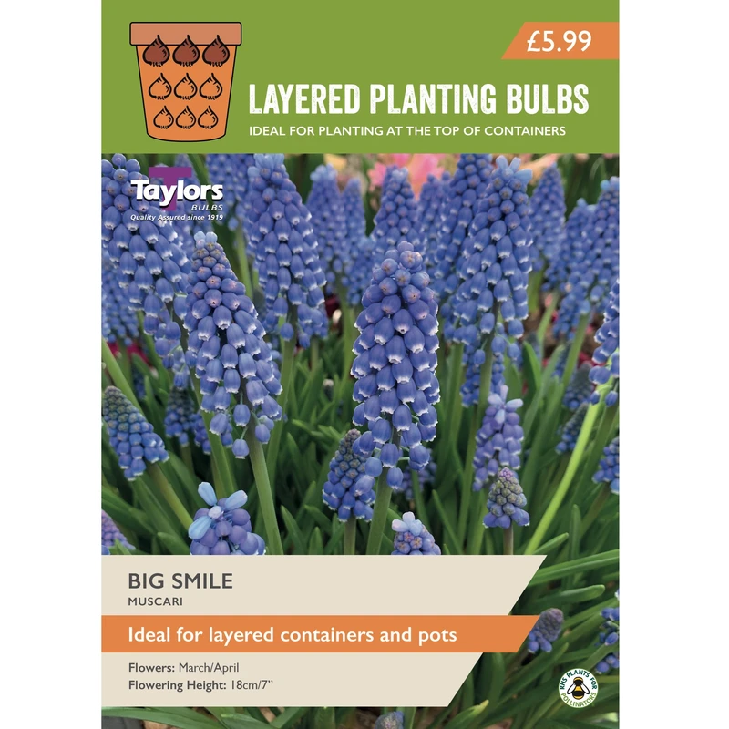 Taylors Layered Planting Muscari Big Smile