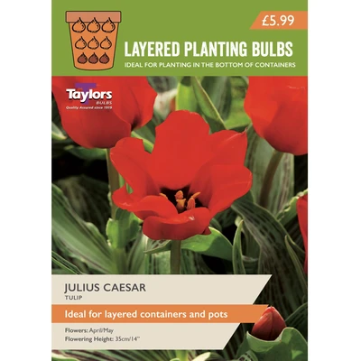 Taylors Layered Planting Tulips Julius Caesar