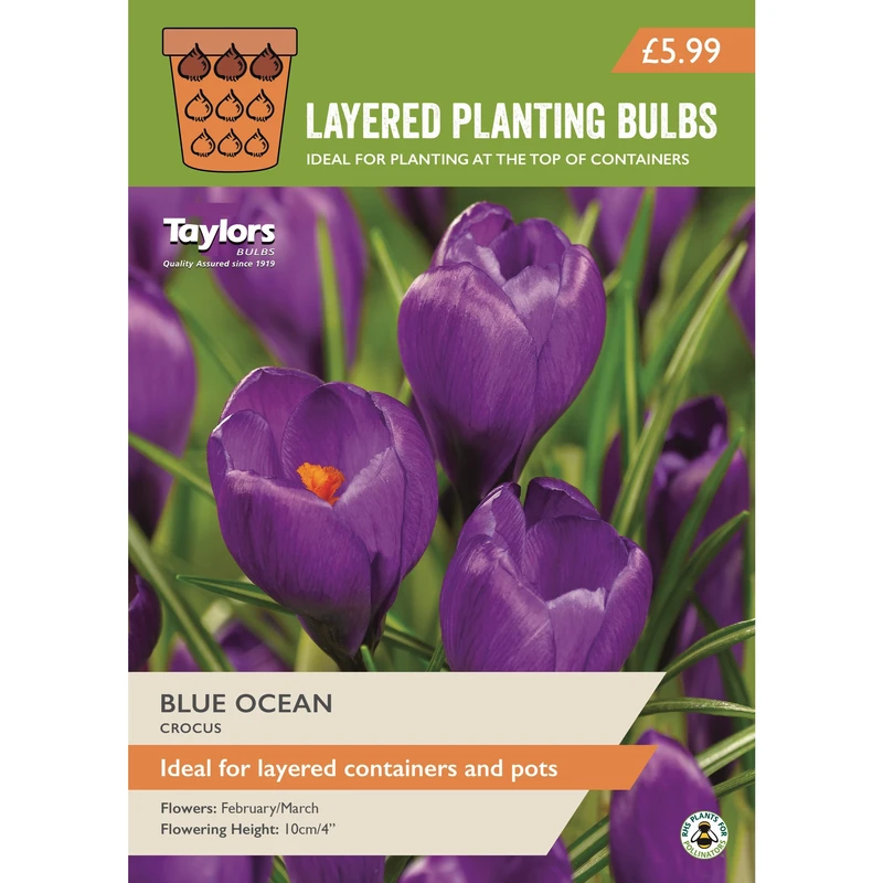 Taylors Layered Planting Crocus Blue Ocean