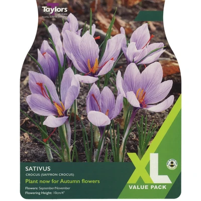 Taylors XL Crocus Sativus