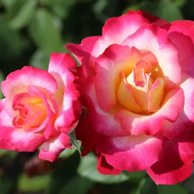 Hybrid Tea Rose You're My Everything (Rose of the Year 2025)