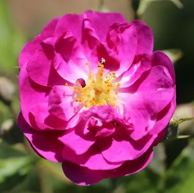 Climbing Rose Purple Skyliner