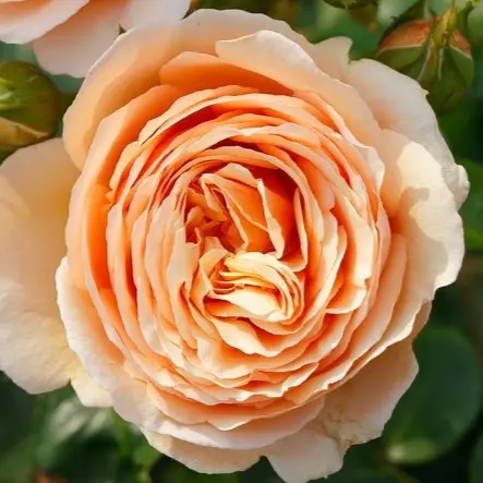 Hybrid Tea Rose Tropicana