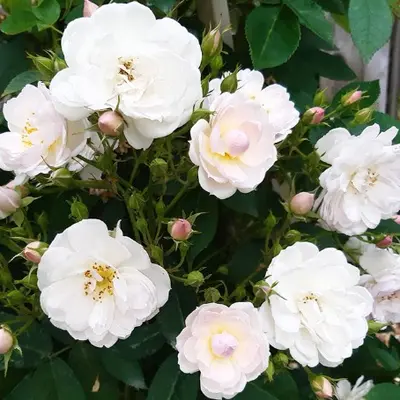 Climbing Rose Sense & Sensibility