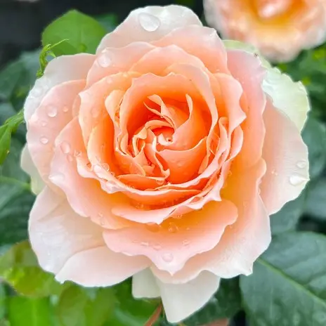 Floribunda Rose 'The Rob Burrows MND Rose'