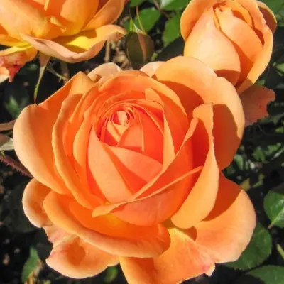 Floribunda Rose Perfect Pet